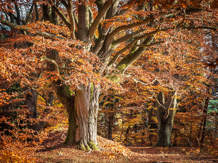 European beech tree in Hutewald Halloh, Germany. Credit: Flickr/liebermann