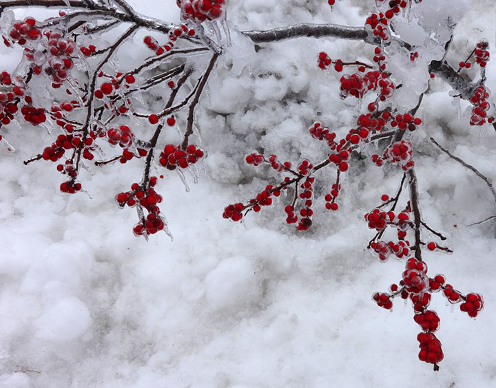 Hagenbuch Christmas Berries Ice Snow