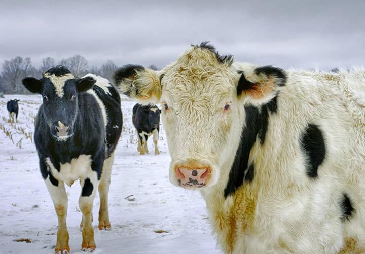 Cows in Snowy Field