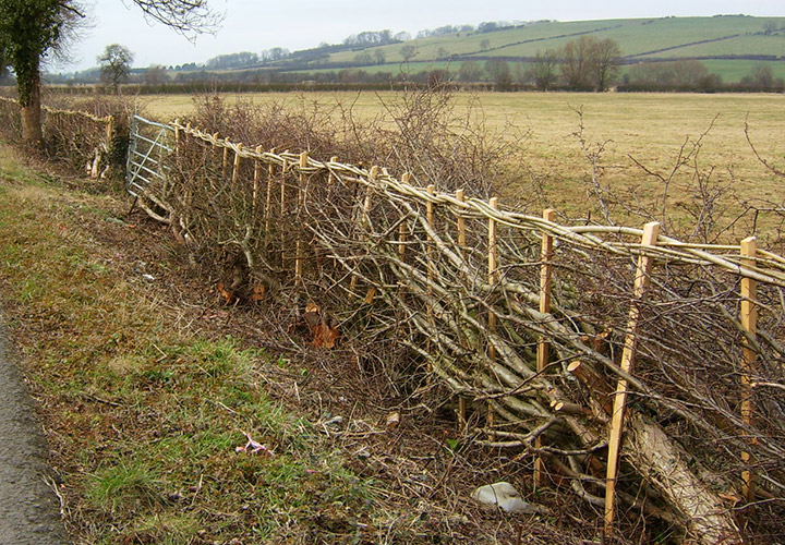 Woven Hedgerow