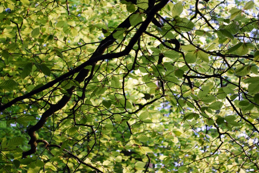 Beech Tree Branches Leaves