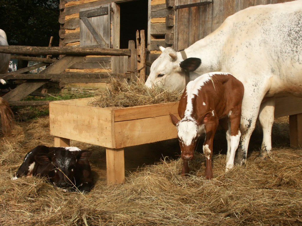 Cow Calves Landis Valley