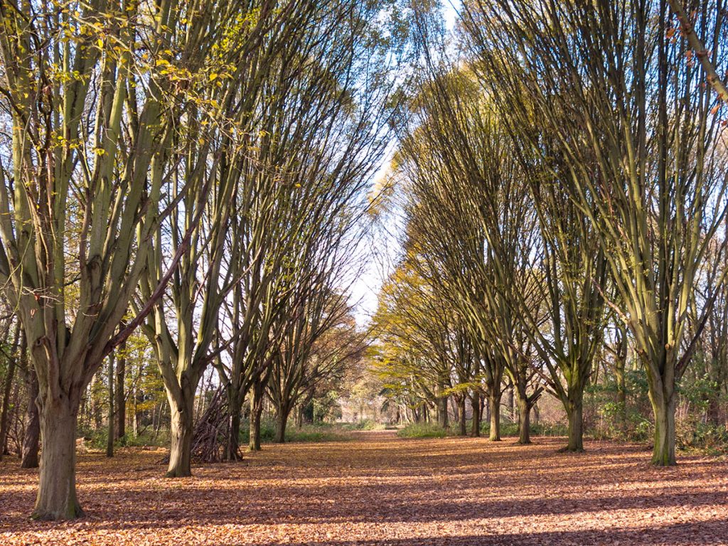 Hornbeam Trees