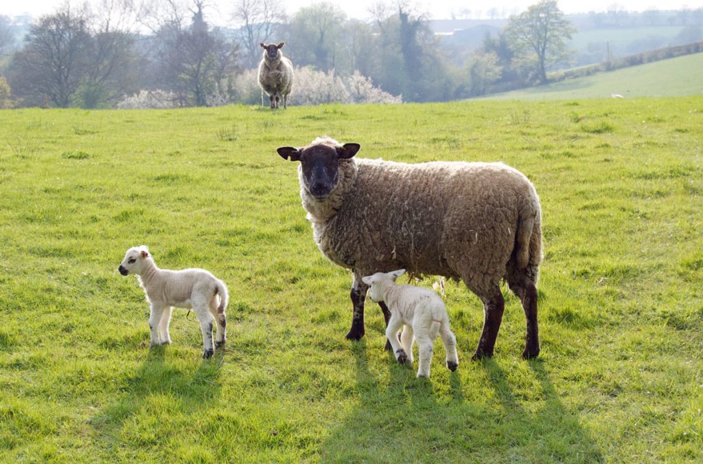 Sheep with Lambs