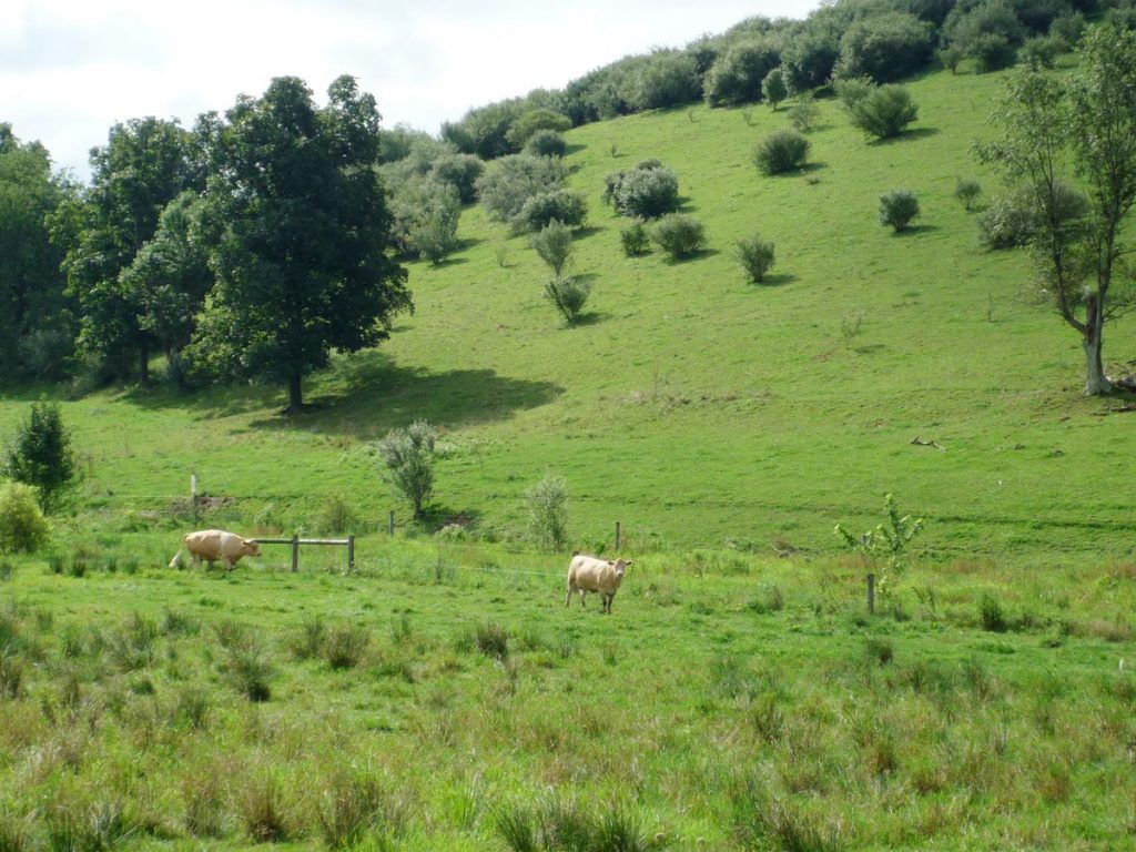 Cows Hagenbuch Homestead