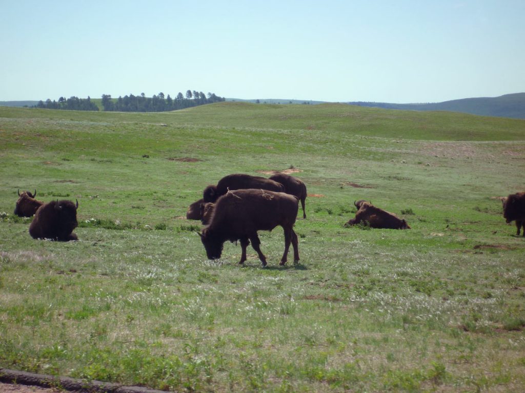 Bison, Black Hills, South Dakota