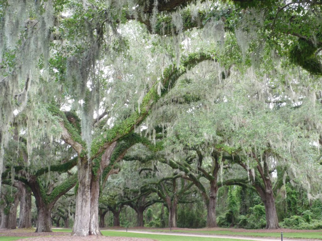Oak Trees with Spanish Moss, Boone Hall, South Carolina
