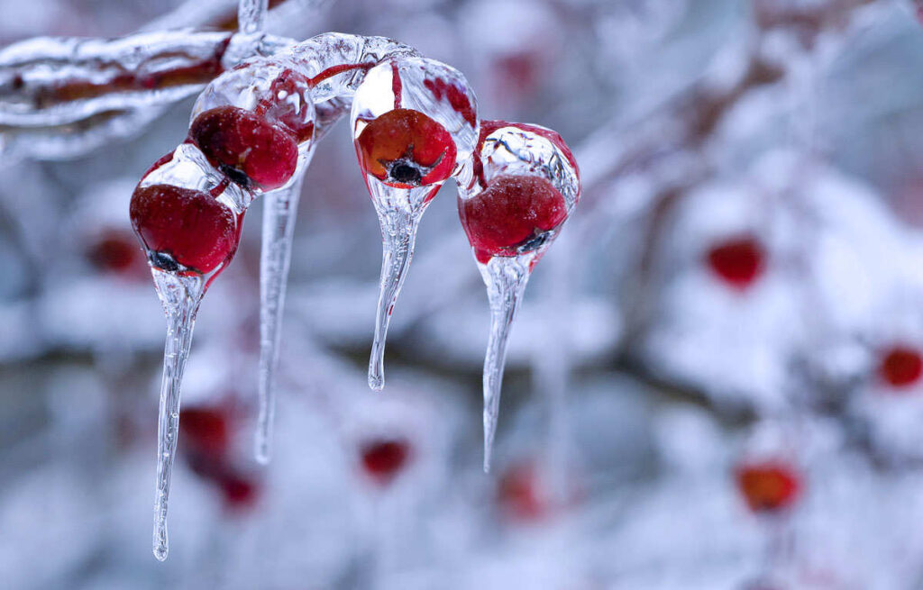 Berries Snow Ice 