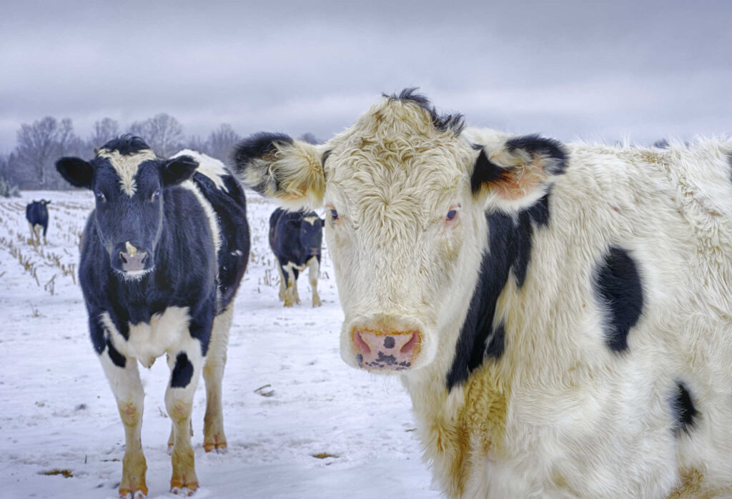 Cows in the snow.
