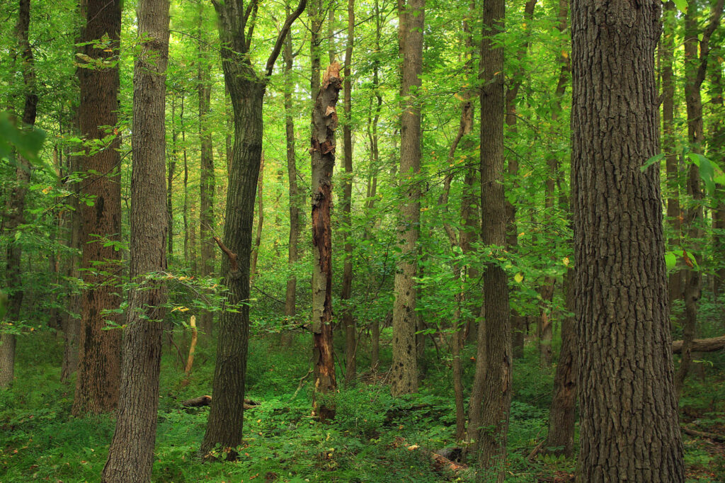 Pennsylvania Forest