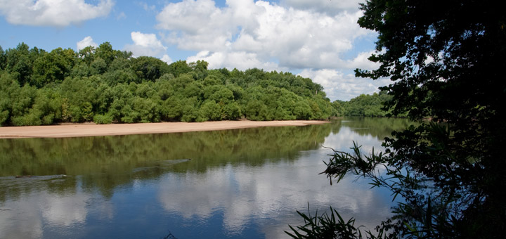 Congaree River Detail