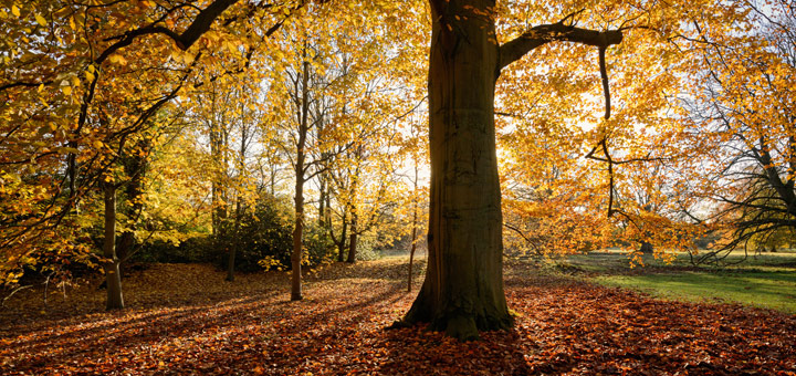 Beech Tree Sunset in Autumn