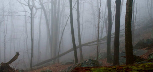 Mountain tree fog
