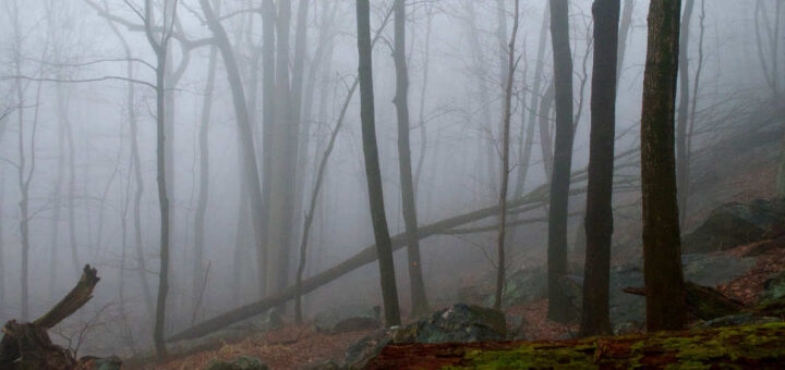 Mountain tree fog