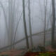 Mountain tree fog