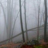 Foggy Mountain Trees