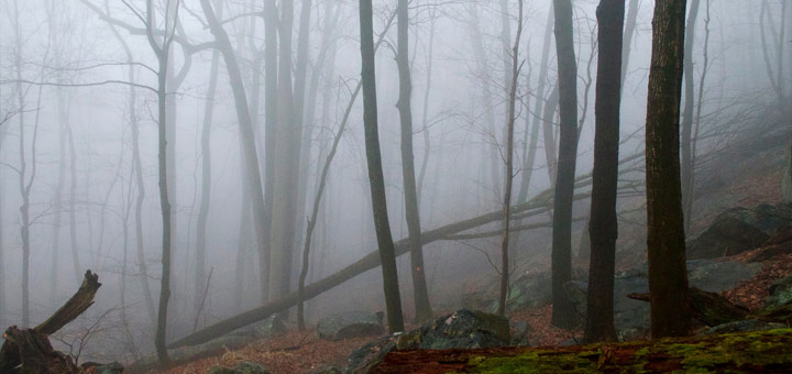 Foggy Mountain Trees