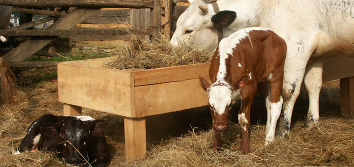 Cow Calves Landis Valley