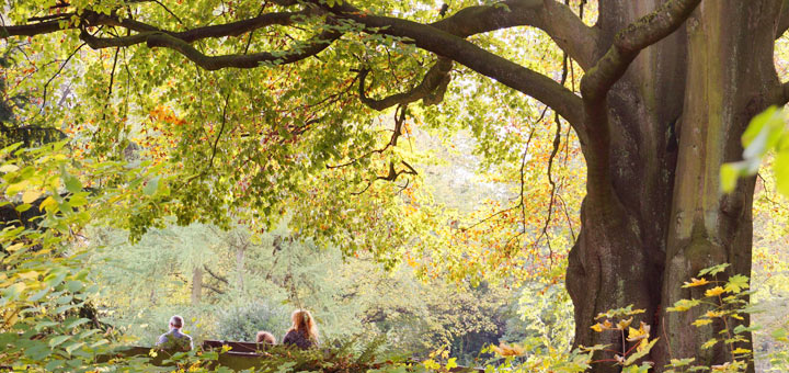 Family Under Beech Tree