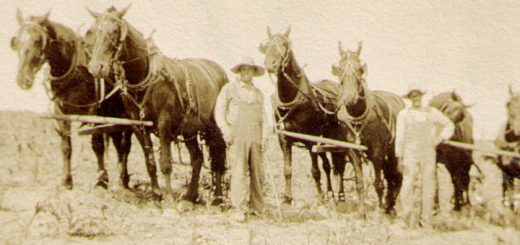 Clarence & Luther Hagenbuch Horses 1915