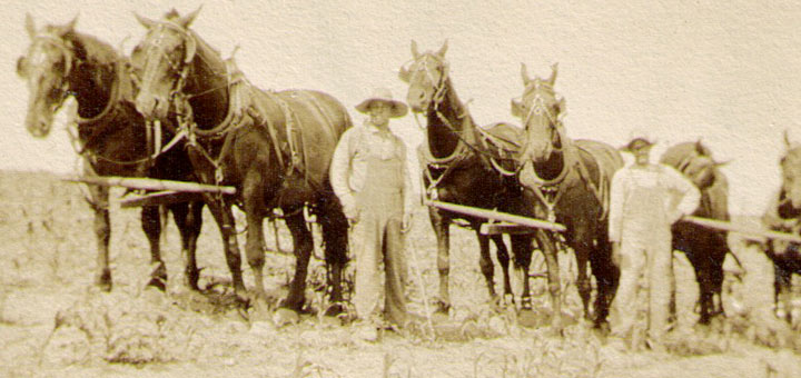 Clarence & Luther Hagenbuch Horses 1915