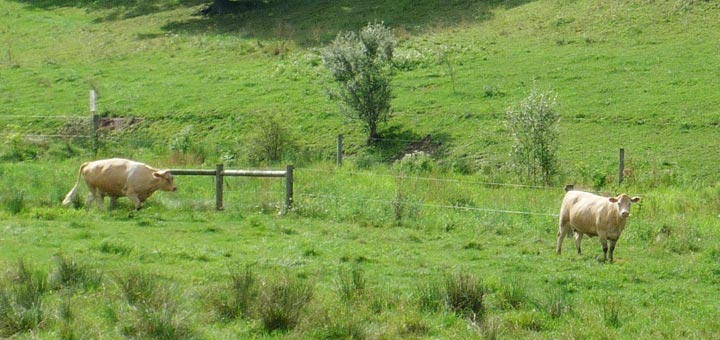 Cows Hagenbuch Homestead Detail