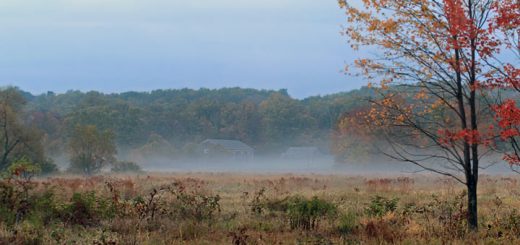 Early Fall Berks County PA Detail