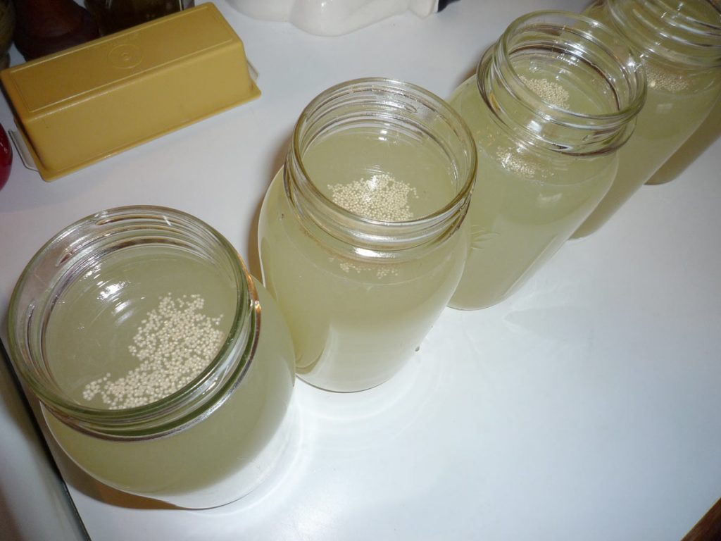 Ginger Beer Yeast