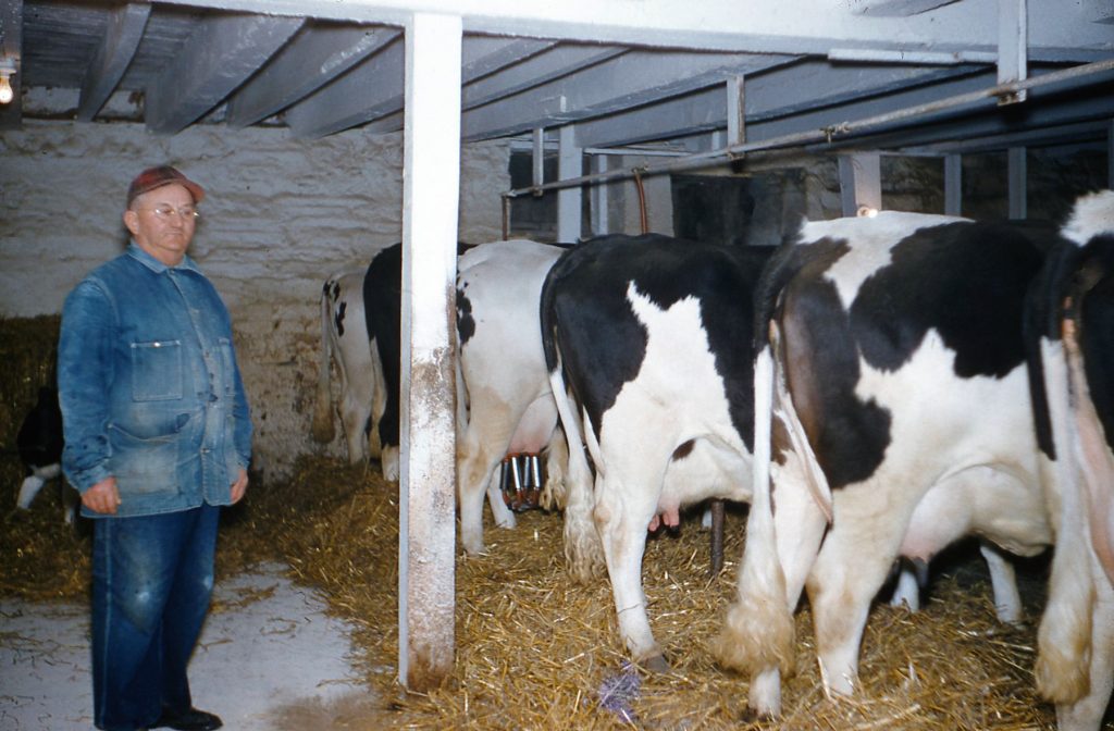 Clarence Hagenbuch with Cows