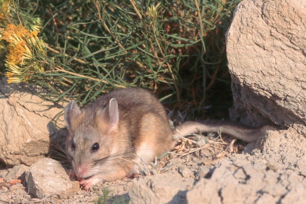 Bushy-tailed Woodrat