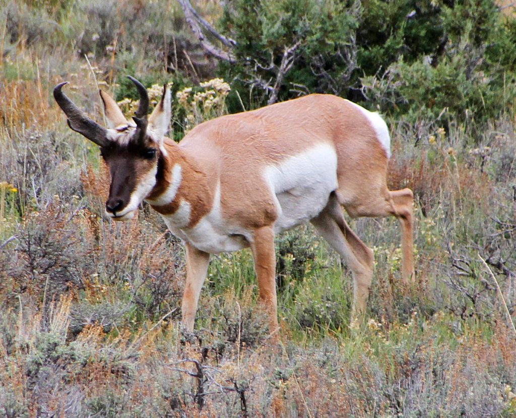 Pronghorn Antelope