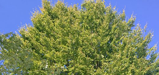 Beech Tree Hagenbuch House Detail