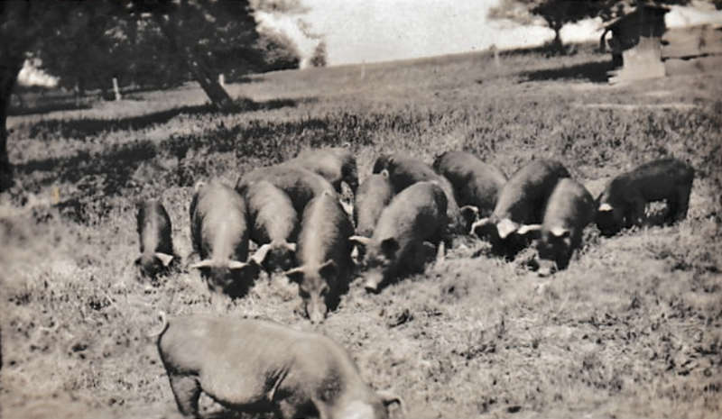 Andrew Pierce Hagenbuch Farm Pigs