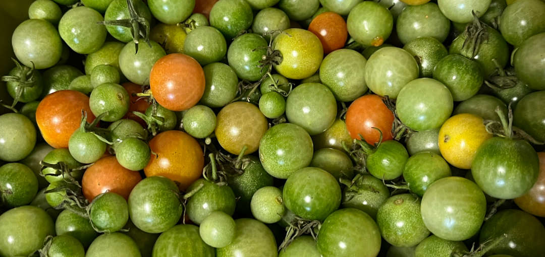 Green Cherry Tomatoes