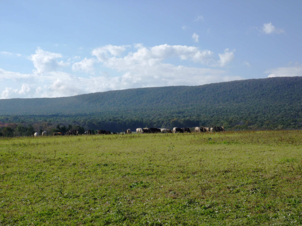 Cows Field Hagenbuch Homestead