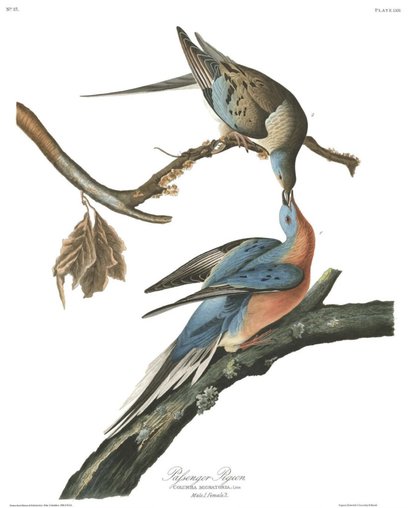 Passenger Pigeon Audubon