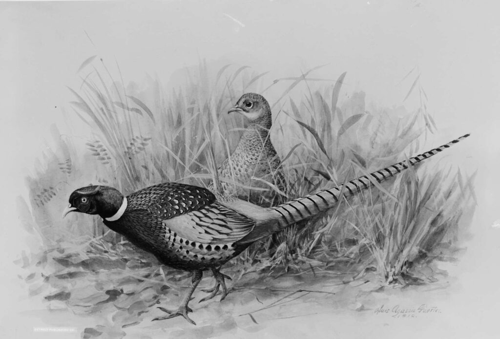 Ring-necked Pheasant 1912