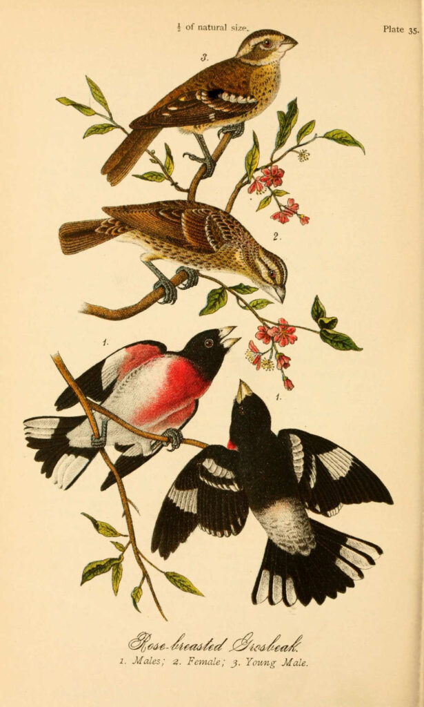 Rose-breasted grosbeak