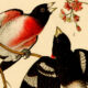 Rose-breasted grosbeak detail
