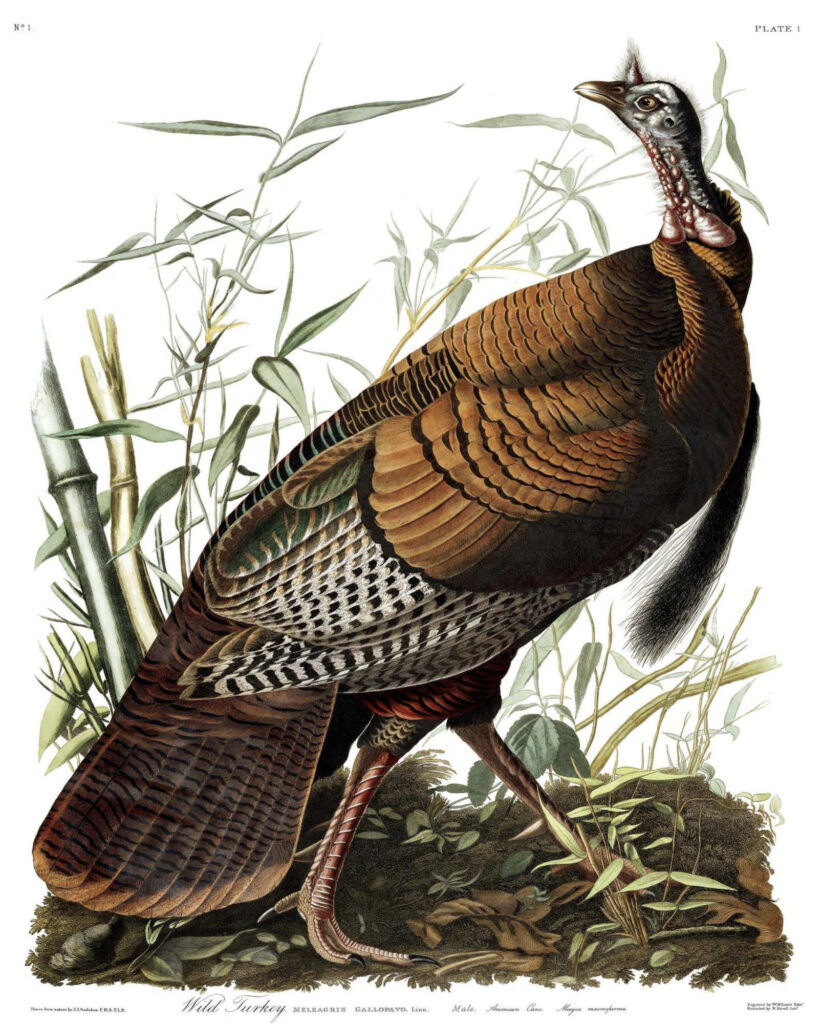 Turkey Audubon