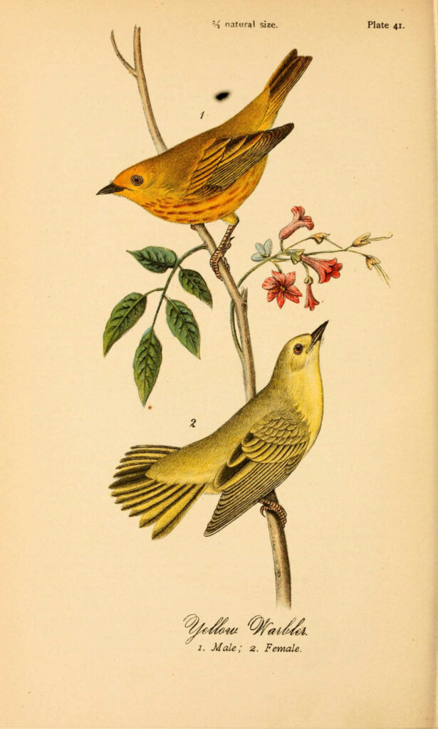 Yellow Warbler