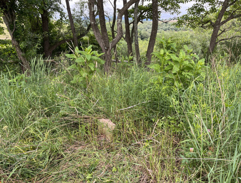 Hagenbuch Homestead Cemetery Overgrown 2023