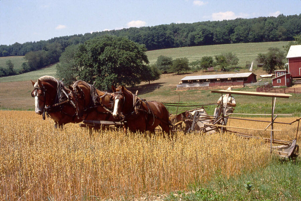 Myron Cromis Belgian Horses Reaper-Binder