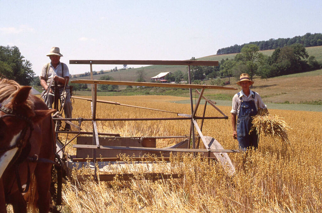 Harold Sechler Sheaves Oats