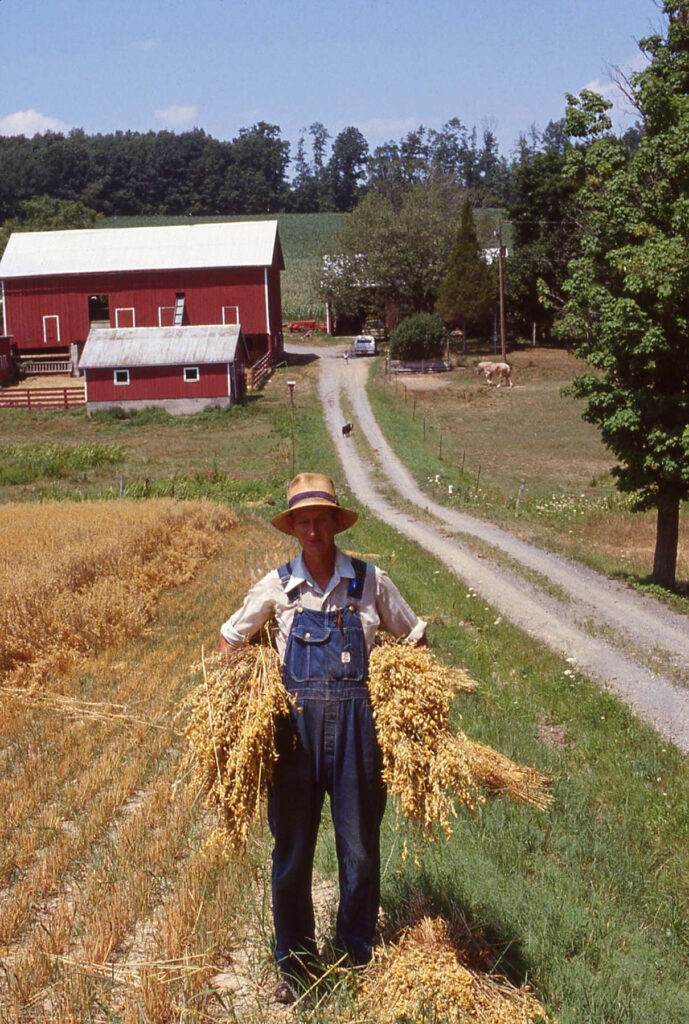 Harold Sechler Bringing Sheaves