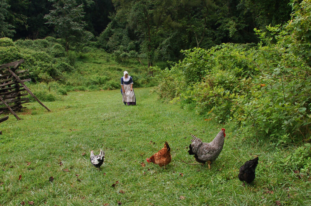 Colonial Woman Chickens Farm