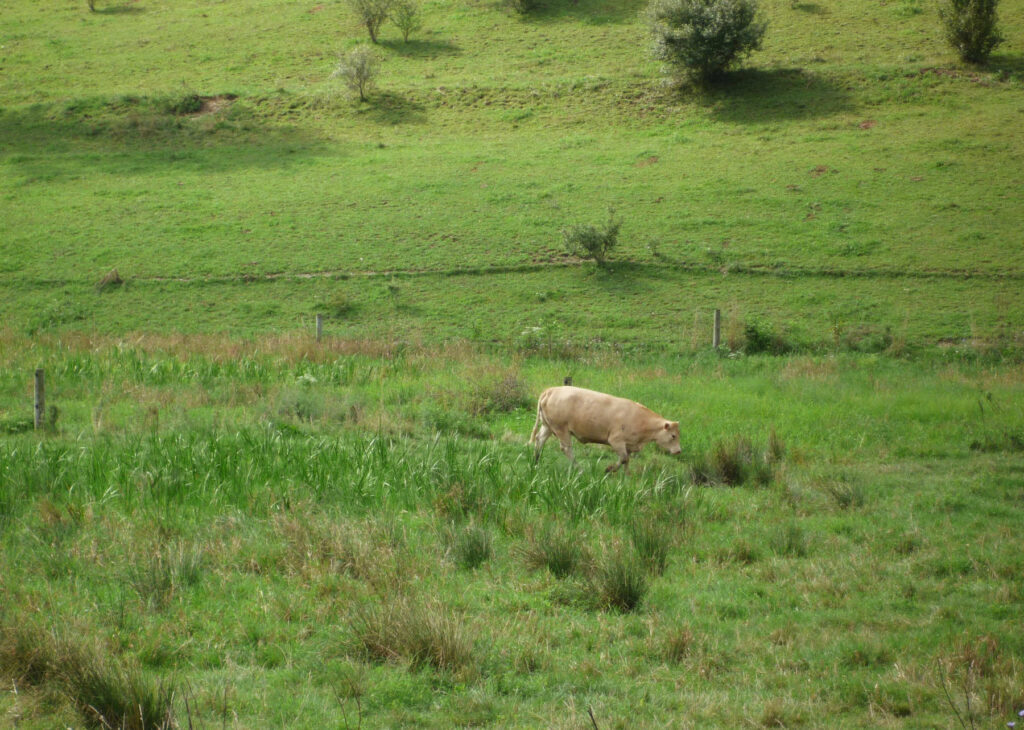 Cow Hagenbuch Homestead