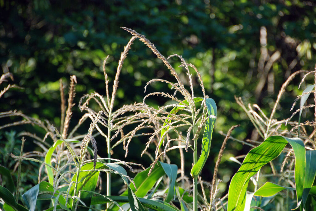 Indian Corn Tassels