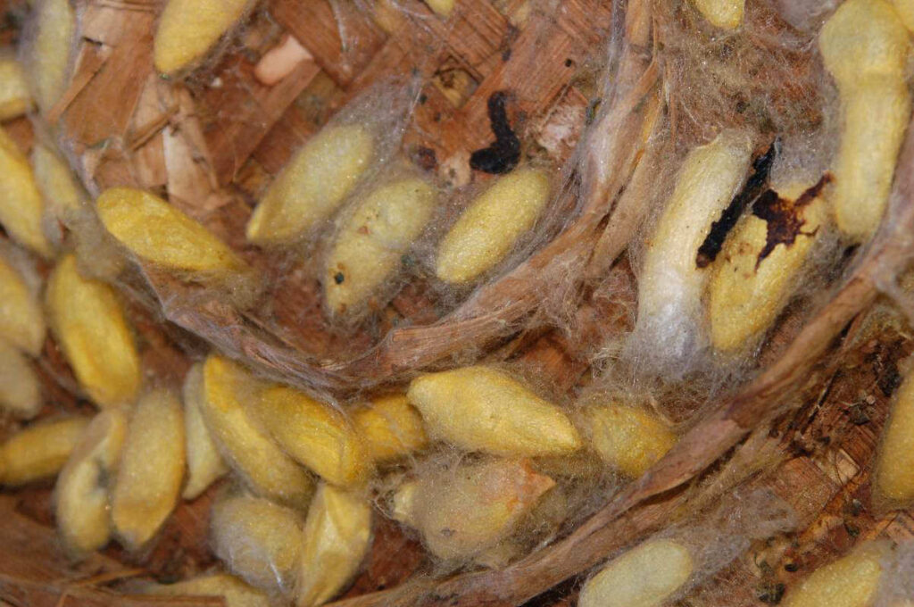 Silkworm Cocoons