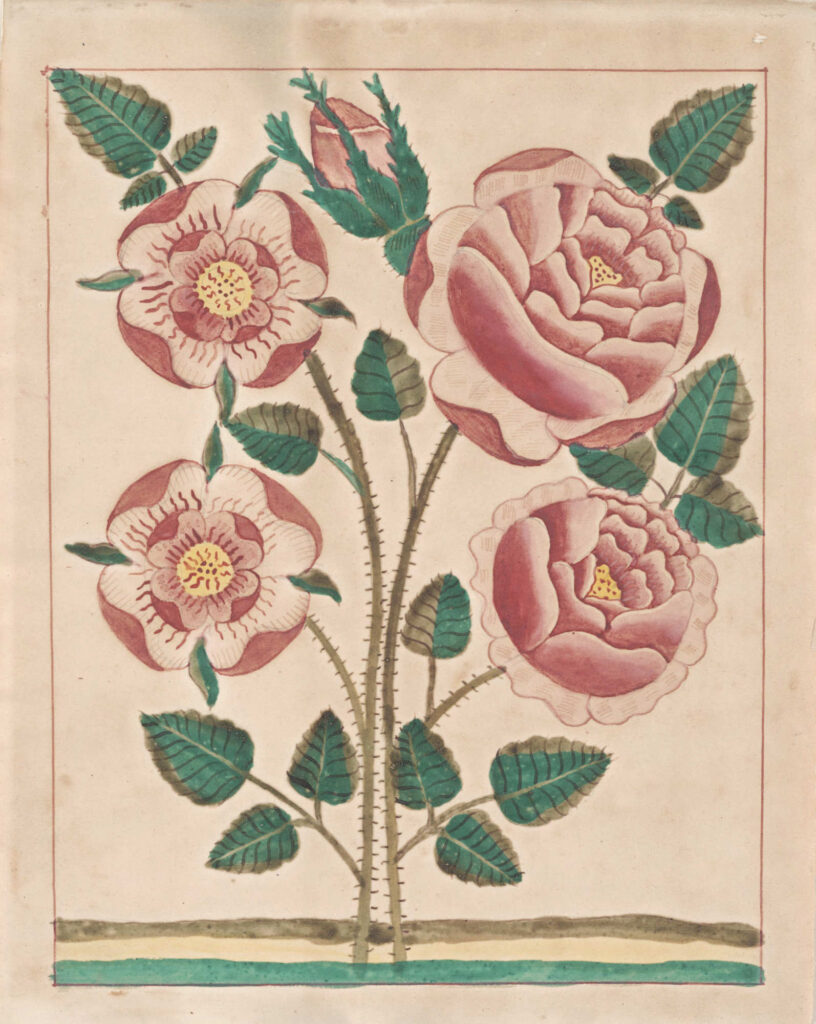 Rose watercolor Pennsylvania Dutch fraktur